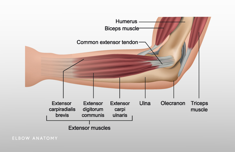 elbow anatomy