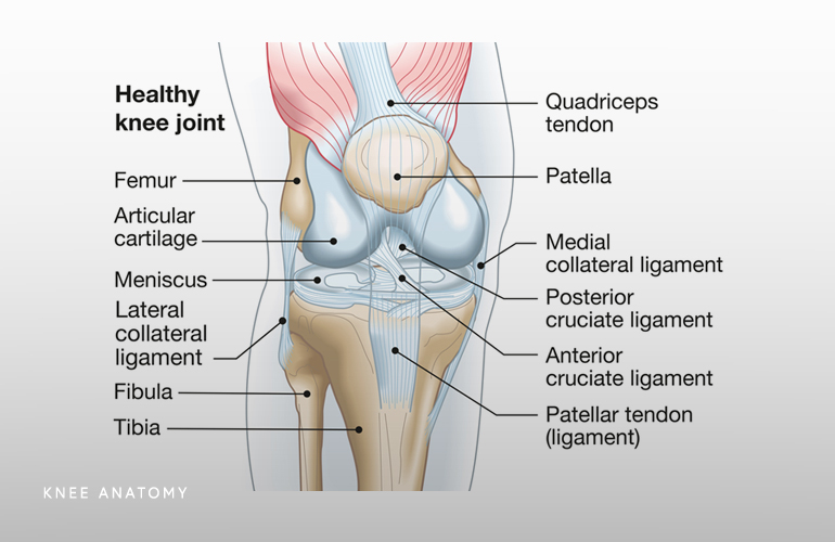 Patella anatomy deals