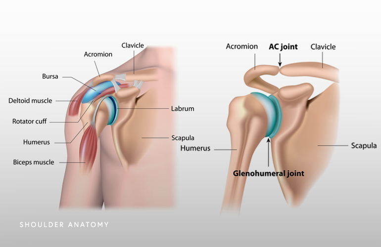 Shoulder Anatomy, Shoulder Injuries