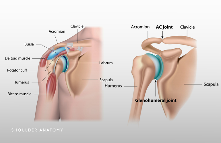 shoulder muscles anatomy